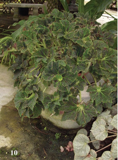 B. ‘Christmas Star’